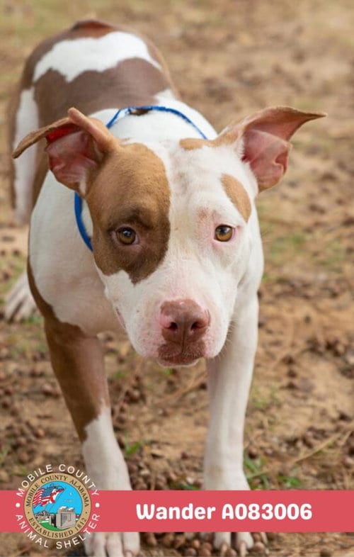 Photo of Wander, adoptable American Bulldog in Mobile, Alabama
