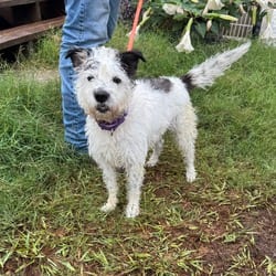 Photo of Oscar, adoptable Terrier (Unknown Type, Medium) Mixed Breed (Small) in New York, New York