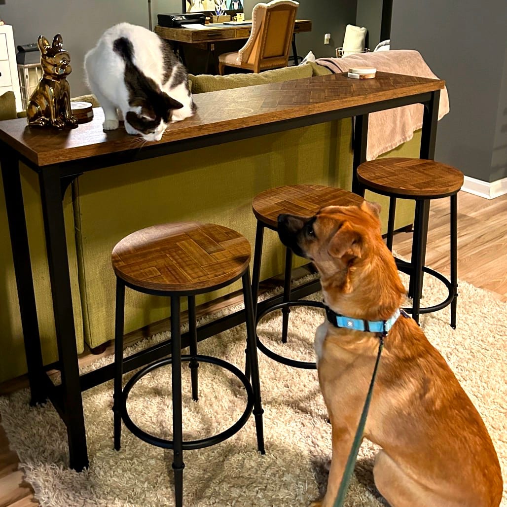 Photo of Maple, adoptable Shepherd / Mixed Breed (Medium) in Potomac, Maryland