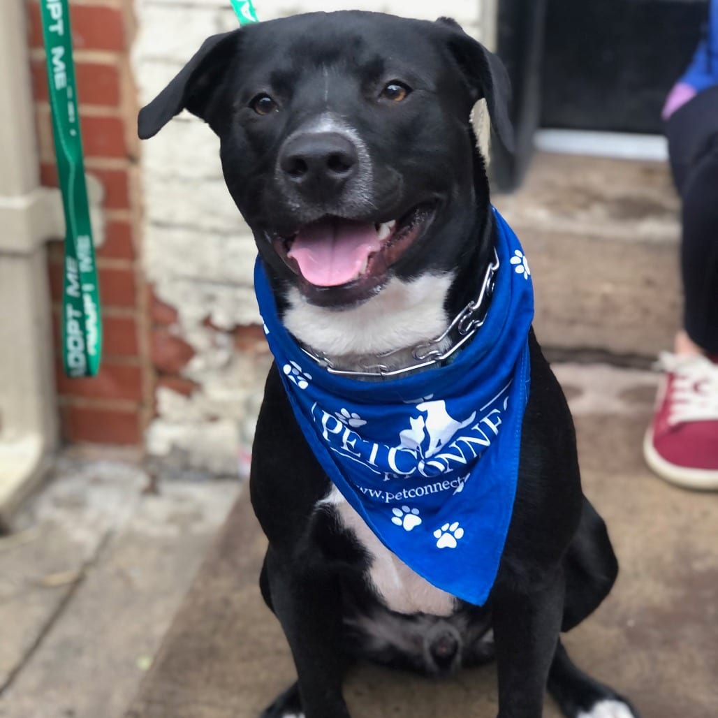 Photo of Rango, adoptable Retriever, Black Labrador / Mixed Breed (Medium) in Potomac, Maryland