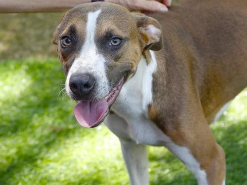 Photo of Jig Saw, adoptable Treeing Walker Coonhound in Tallahassee, Florida