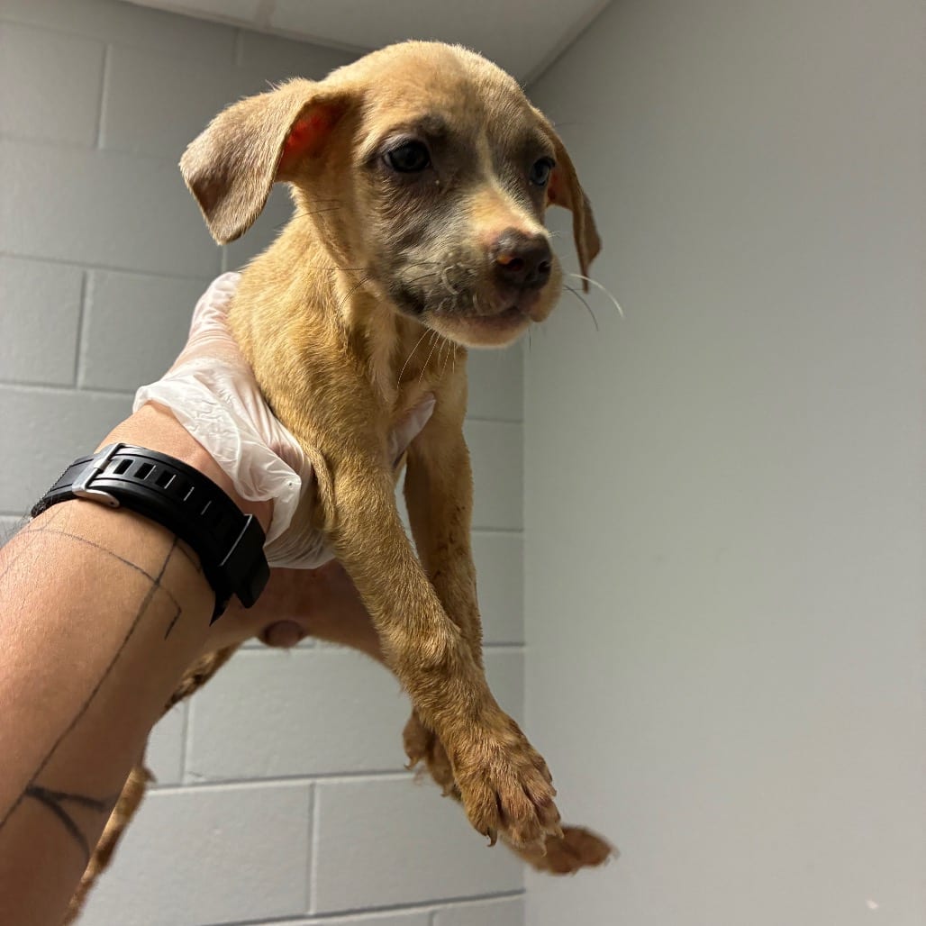 Photo of Mitsubishi, adoptable Mixed Breed (Small) in Chattanooga, Tennessee