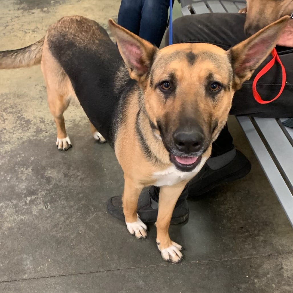 Photo of Mariah, adoptable Mixed Breed (Large)