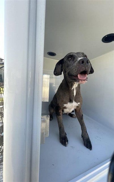 Photo of Bell, adoptable Pit Bull Terrier in Houston, Texas