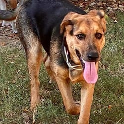 Photo of Lulu, adoptable German Shepherd Dog Belgian Malinois in Winchester, Virginia