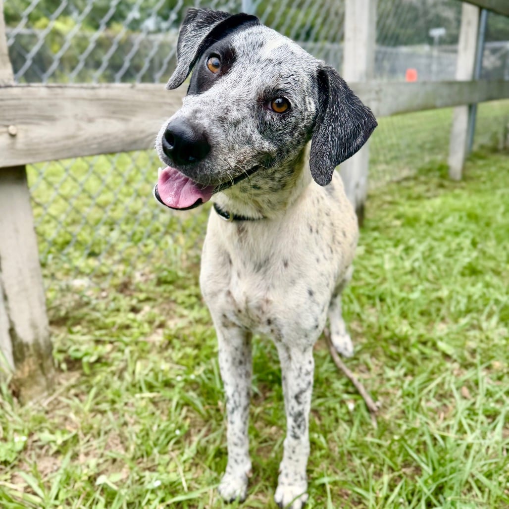 Photo of Subwoofer, adoptable Mixed Breed (Medium) in Milton, Florida