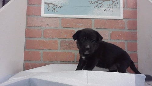 Photo of A2102383, adoptable Staffordshire Bull Terrier in Houston, Texas