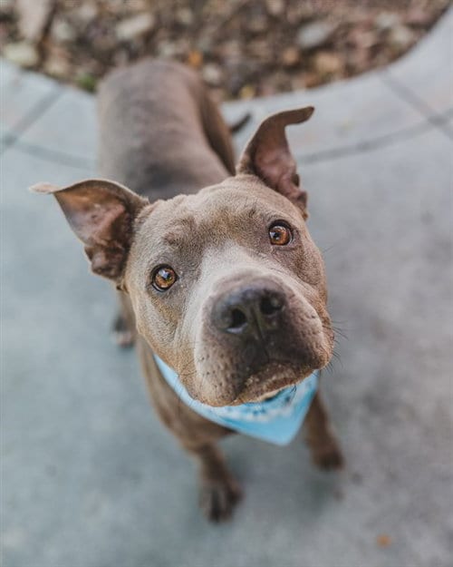 Photo of Mojo, adoptable Pit Bull Terrier in Miami, Florida
