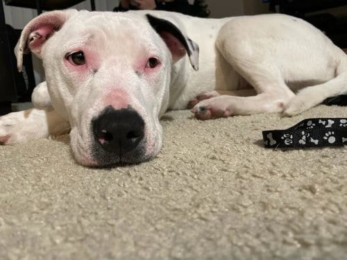 Photo of Angel, adoptable American Pit Bull Terrier in Berkeley, California