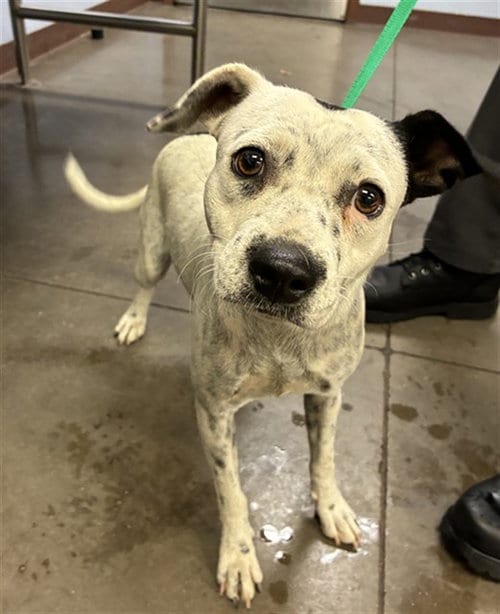 Photo of Mint Chip, adoptable American Pit Bull Terrier in Phoenix, Arizona