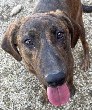 Photo of Ralphie, adoptable Hound in Savannah, Missouri