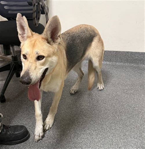 Photo of Sade, adoptable German Shepherd Dog in Los Angeles, California