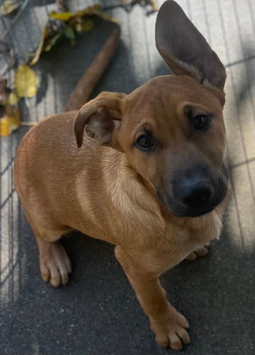 Photo of Peter, adoptable German Shepherd Dog in Alta Loma, California