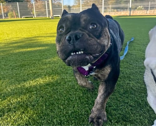 Photo of Fiona, adoptable English Bulldog in Martinez, California