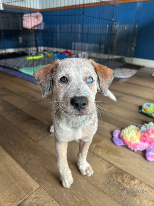 Photo of Emma’s Ladybug, adoptable Cattle Dog in San Diego, California