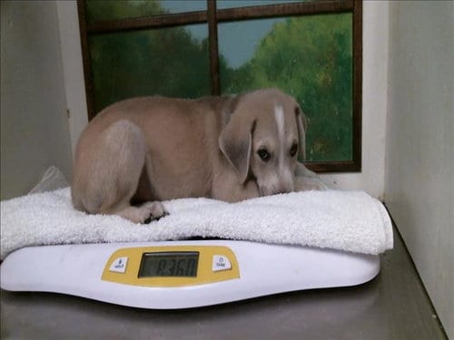 Photo of Nico, adoptable Staffordshire Bull Terrier in Houston, Texas