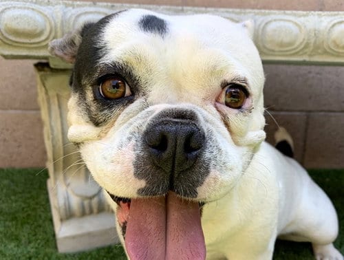 Photo of Chunna, adoptable French Bulldog in Moreno Valley, California