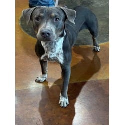 Photo of Beowoof, adoptable American Pit Bull Terrier in Texas City, Texas