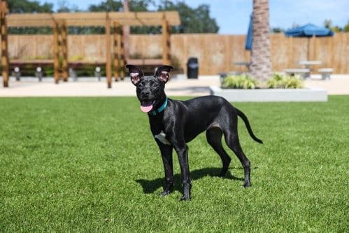 Photo of Dani, adoptable Unknown breed (short coat) in Gainesville, Florida