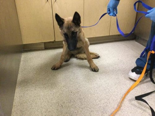 Photo of Lalo, adoptable Belgian Shepherd Malinois in Riverside, California