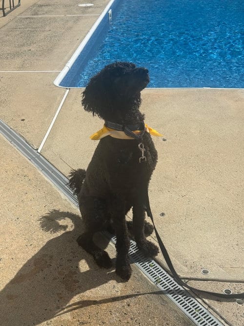 Photo of Lucky- very handsome boy, adoptable Poodle (Standard) in Oakhurst, New Jersey