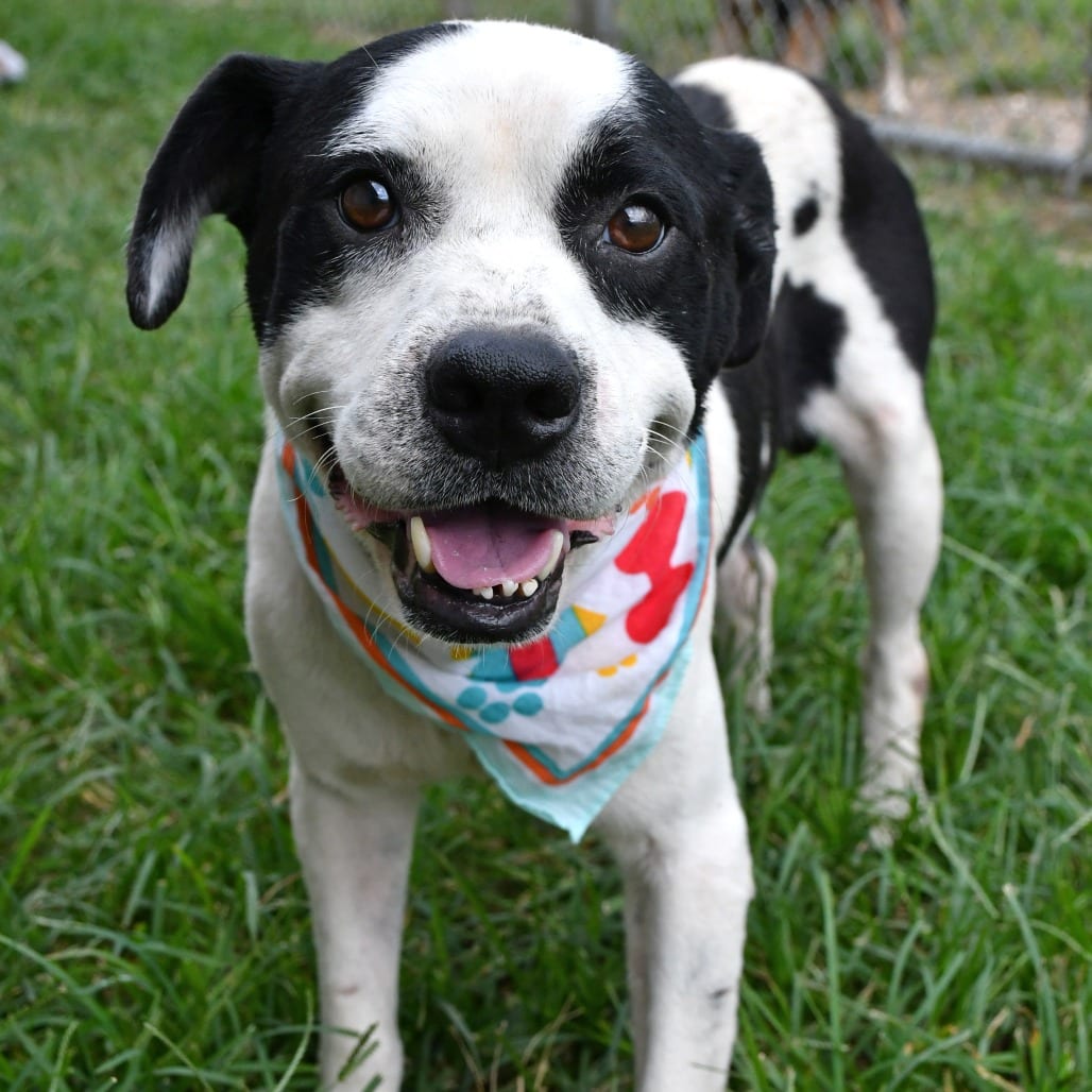 Photo of Bullseye, adoptable Beagle / Mix in Beaumont, Texas