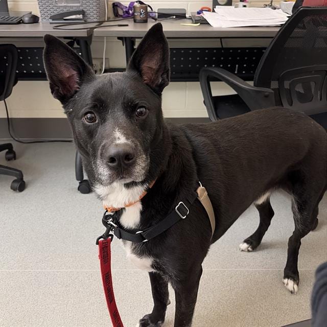 Photo of Jamison, adoptable Pit Bull Terrier in Methuen, Massachusetts