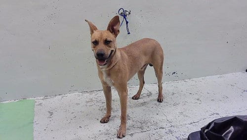 Photo of Scooby Doo, adoptable Staffordshire Bull Terrier in Houston, Texas