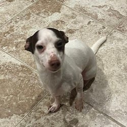 Photo of Petey, adoptable Chihuahua in Frederick, Maryland