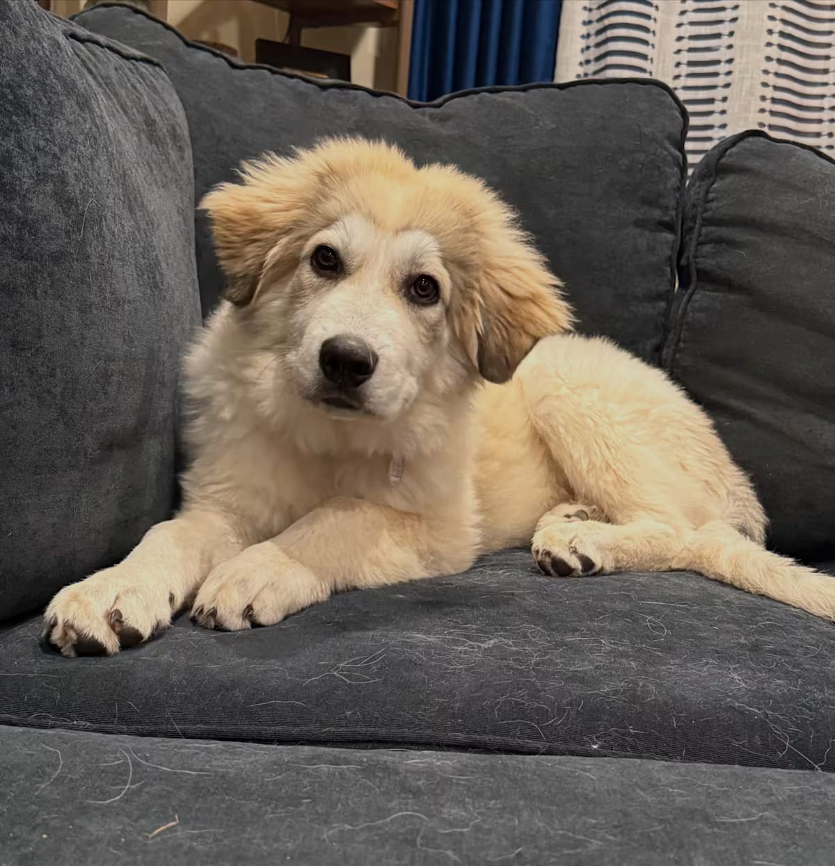 Photo of Gingko, adoptable Great Pyrenees in New York, New York