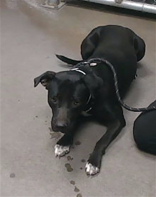 Photo of Moonpie, adoptable Labrador Retriever in Phoenix, Arizona