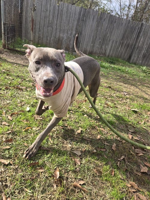 Photo of Walthall, adoptable Pit Bull Terrier in Jackson, Mississippi