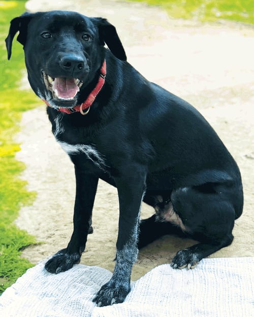 Photo of Smidge, adoptable Labrador Retriever in Munford, Tennessee