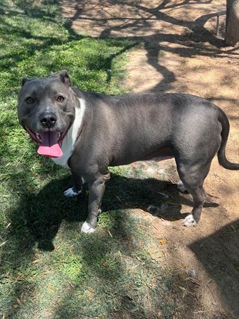 Photo of Buster, adoptable Pit Bull Terrier in Thousand Palms, California