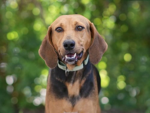 Photo of Tutor, adoptable Bloodhound in Tavares, Florida
