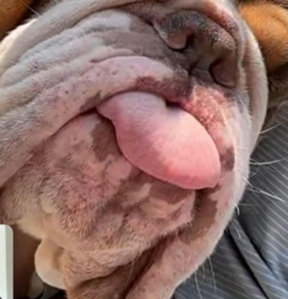 Photo of Blake Buttercup, adoptable English Bulldog in Boulder, Colorado