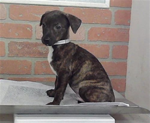 Photo of A2097656, adoptable Dachshund in Houston, Texas