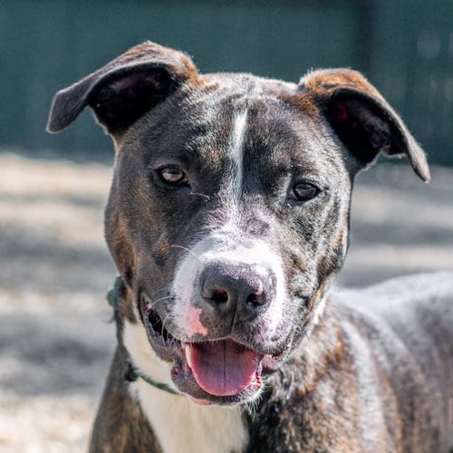 Photo of Grumpy, adoptable Labrador Retriever in Hilton Head, South Carolina