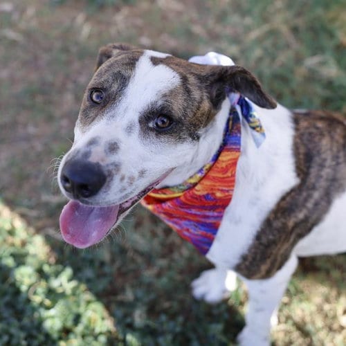 Photo of Brock, adoptable American Staffordshire Terrier in San Antonio, Texas