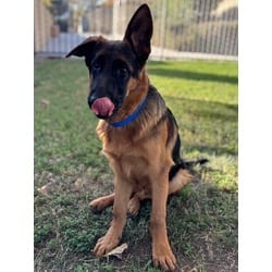 Photo of Riley, adoptable German Shepherd Dog in Jurupa Valley, California