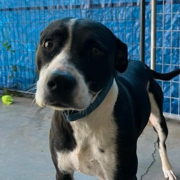 Photo of Cowie (HW+), adoptable Mixed Breed (Medium)