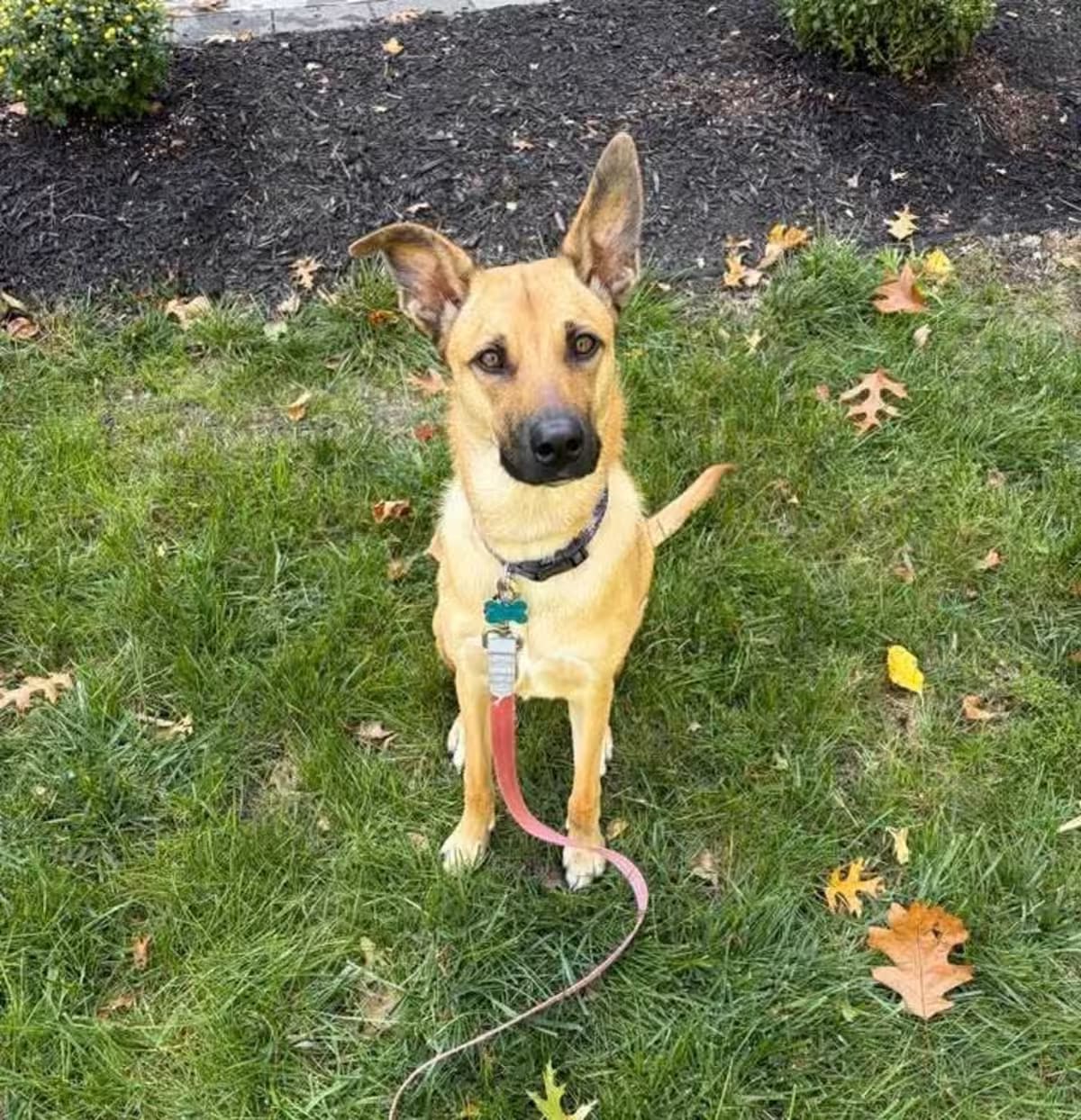 Photo of Daisy, adoptable Rhodesian Ridgeback/Black Mouth Cur in Norfolk, Massachusetts