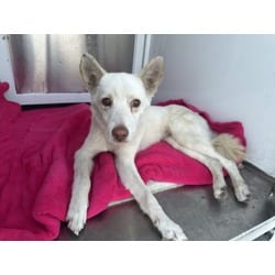 Photo of Elsa, adoptable Husky in Chatsworth, California