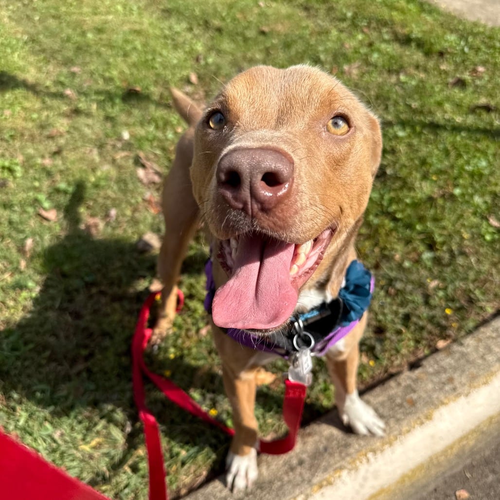 Photo of Daisy, adoptable Mixed Breed (Medium) in Fairfax Station, Virginia