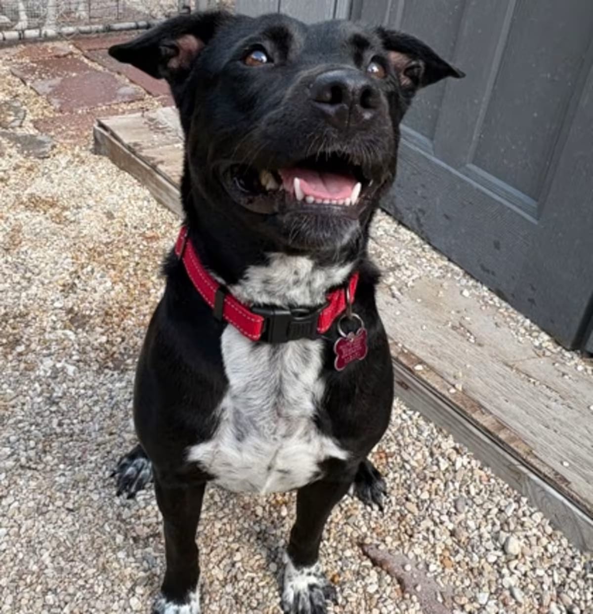 Photo of Daisy Jane IN FOSTER, adoptable Labrador Retriever in New Orleans, Louisiana