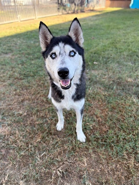 Photo of Sierra Mist, adoptable Siberian Husky in Riverside, California