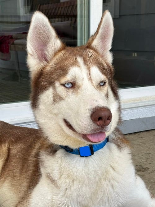 Photo of Ricky, adoptable Siberian Husky in Walnut Creek, California