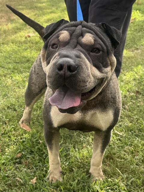 Photo of London, adoptable Chinese Shar-Pei in Riverside, California