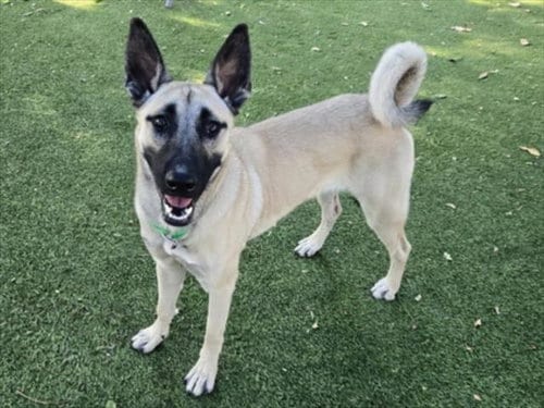 Photo of Mallory, adoptable Belgian Shepherd Malinois in Van Nuys, California