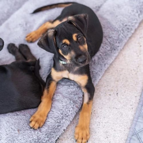 Photo of Dancer Pup - Disco, adoptable Shepherd in San Diego, California